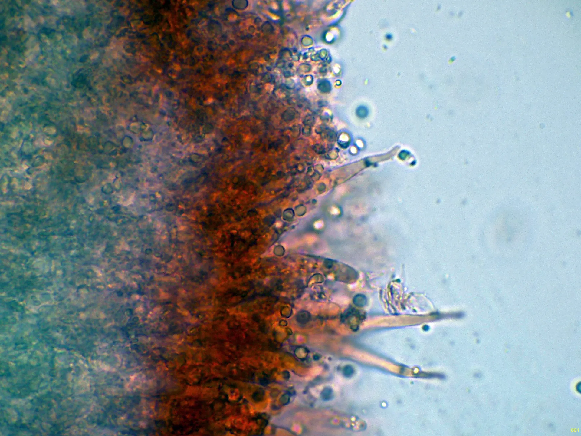 Microscopía de Peniophora ericina - 10 - Cistidios-001